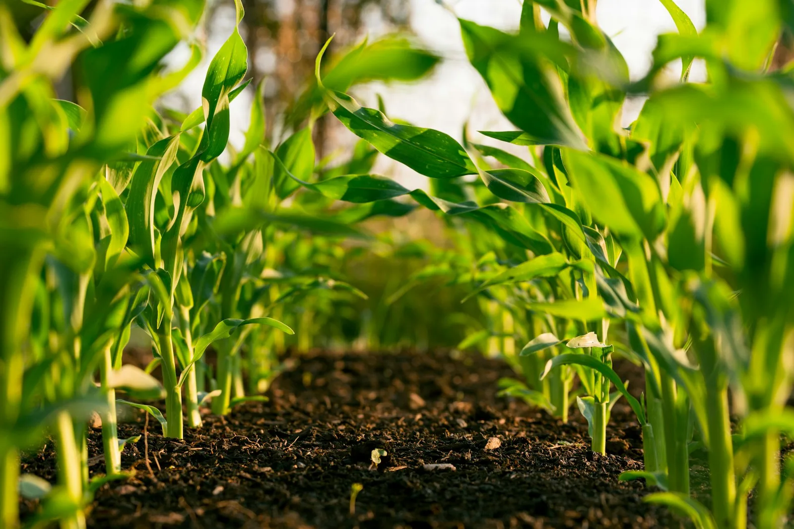 Maquinaria para trabajo agrícola